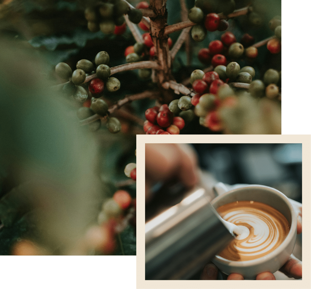 עם מעל ל-20 תערובות אספרסו ייחודית ובלעדיות לרשת, רשת גרג בידלה את עצמה עם תערובות המובססות על זן ערביקה מקולומביה, ברזיל ואתיופיה האיכותיים, הטובות והמיוחדות בעולם.